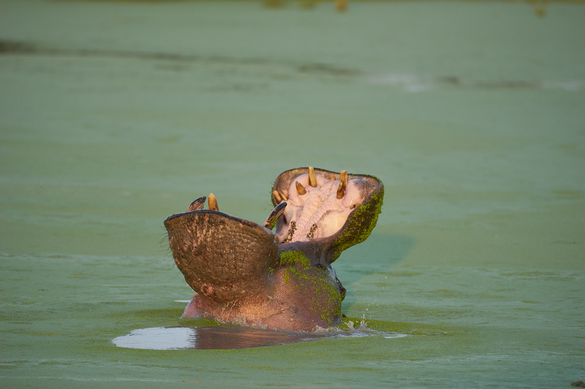 Sony 70-400mm F4-5.6 G SSM II sample photo. Green hippo photography