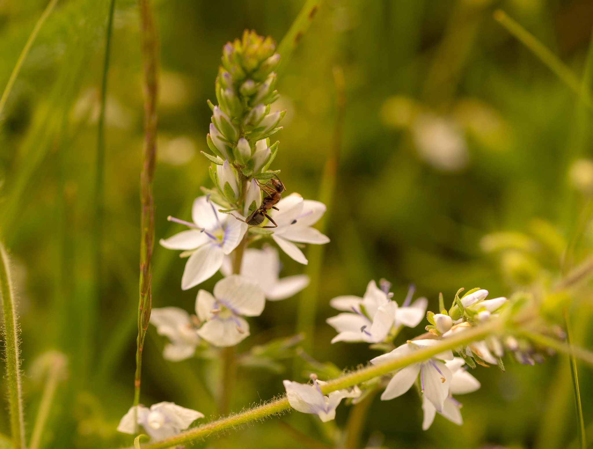 Nikon D610 + Nikon AF Micro-Nikkor 60mm F2.8D sample photo. Bugs photography