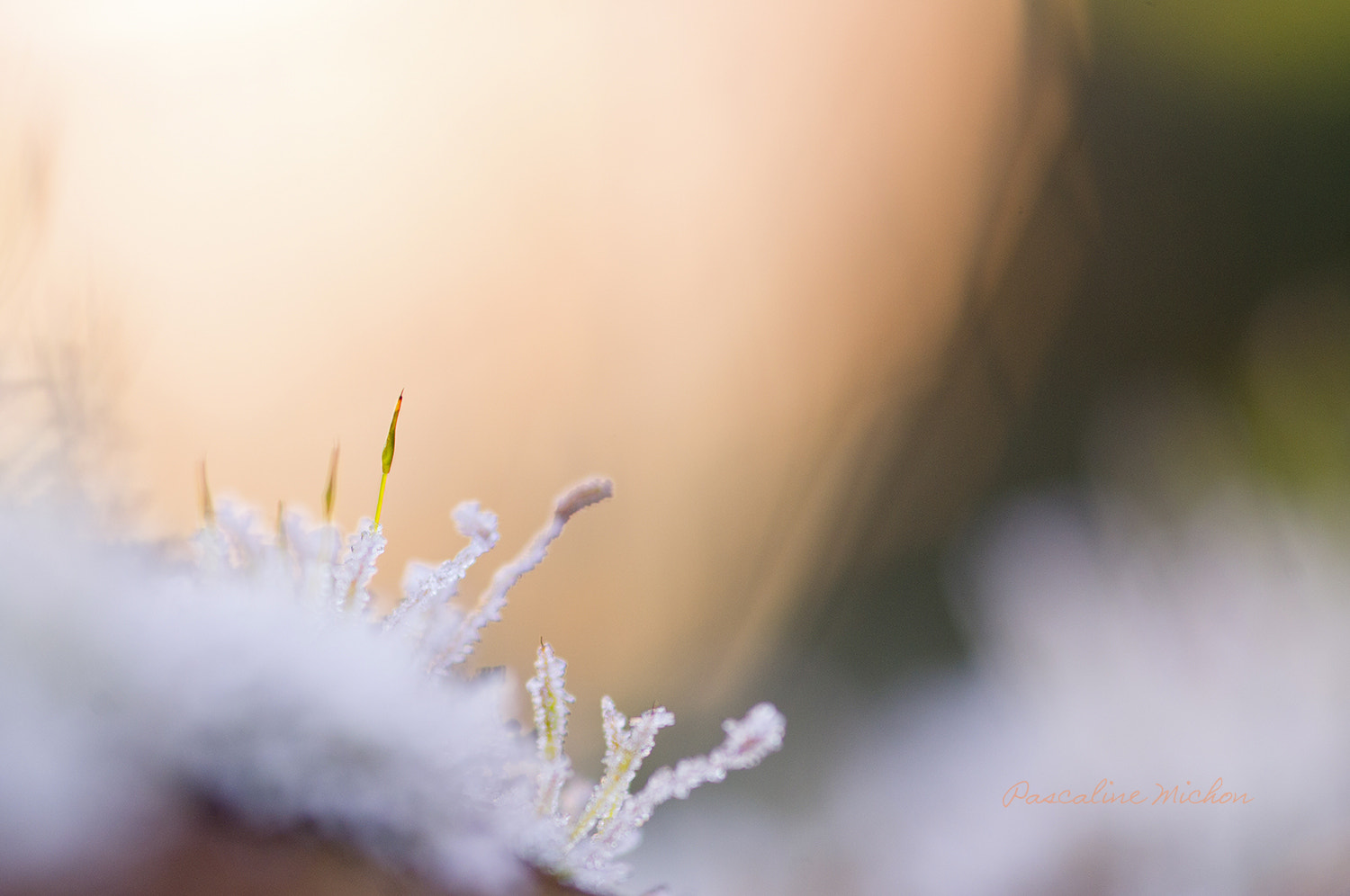 Pentax K-r + Sigma sample photo. Cold morning photography