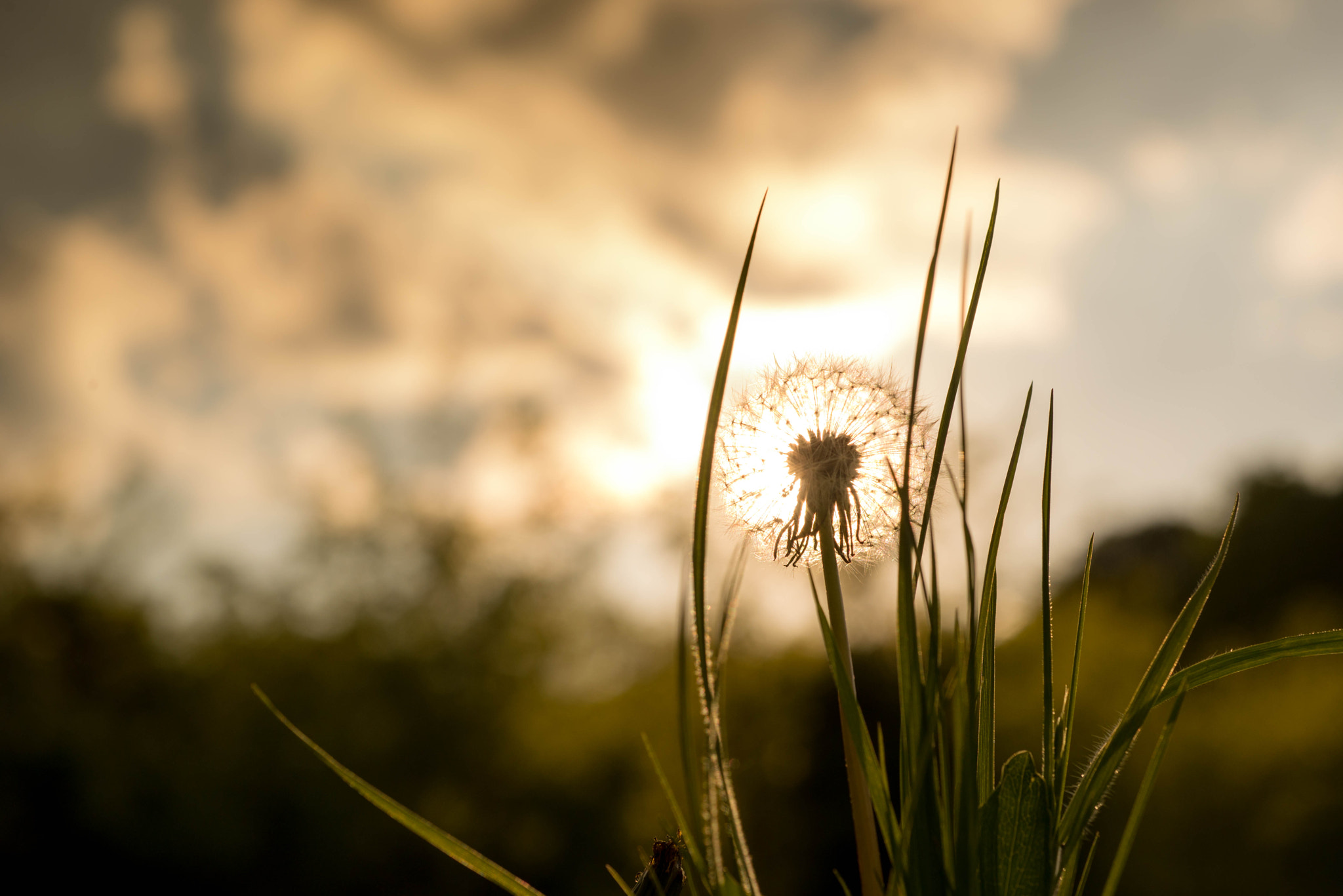 Nikon D610 + Nikon AF Micro-Nikkor 60mm F2.8D sample photo. Glowing photography