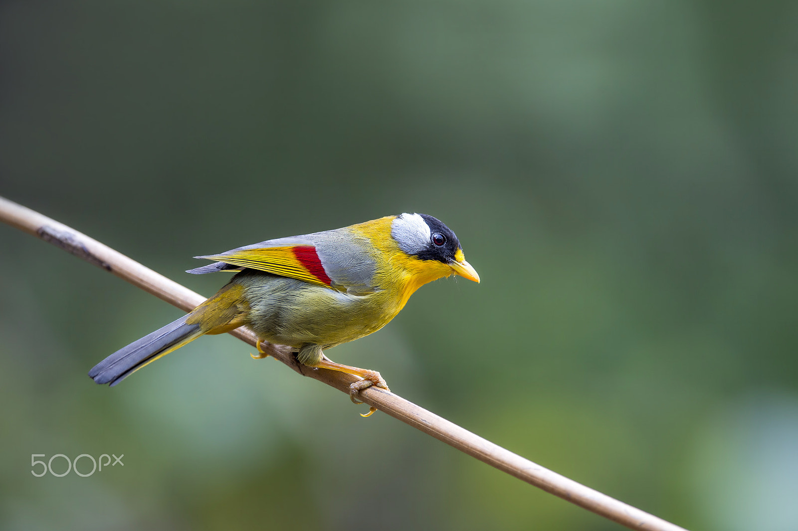 Nikon D4 sample photo. Silver-eared mesia (f) photography