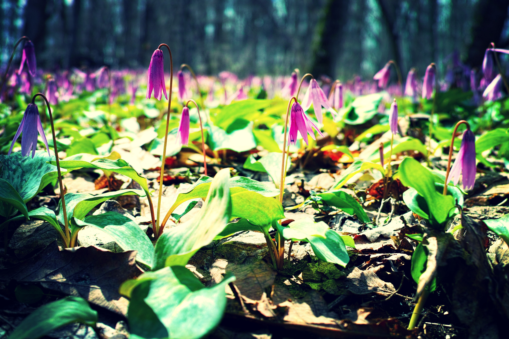 Sigma DP2 Merrill sample photo. In the quiet forest photography