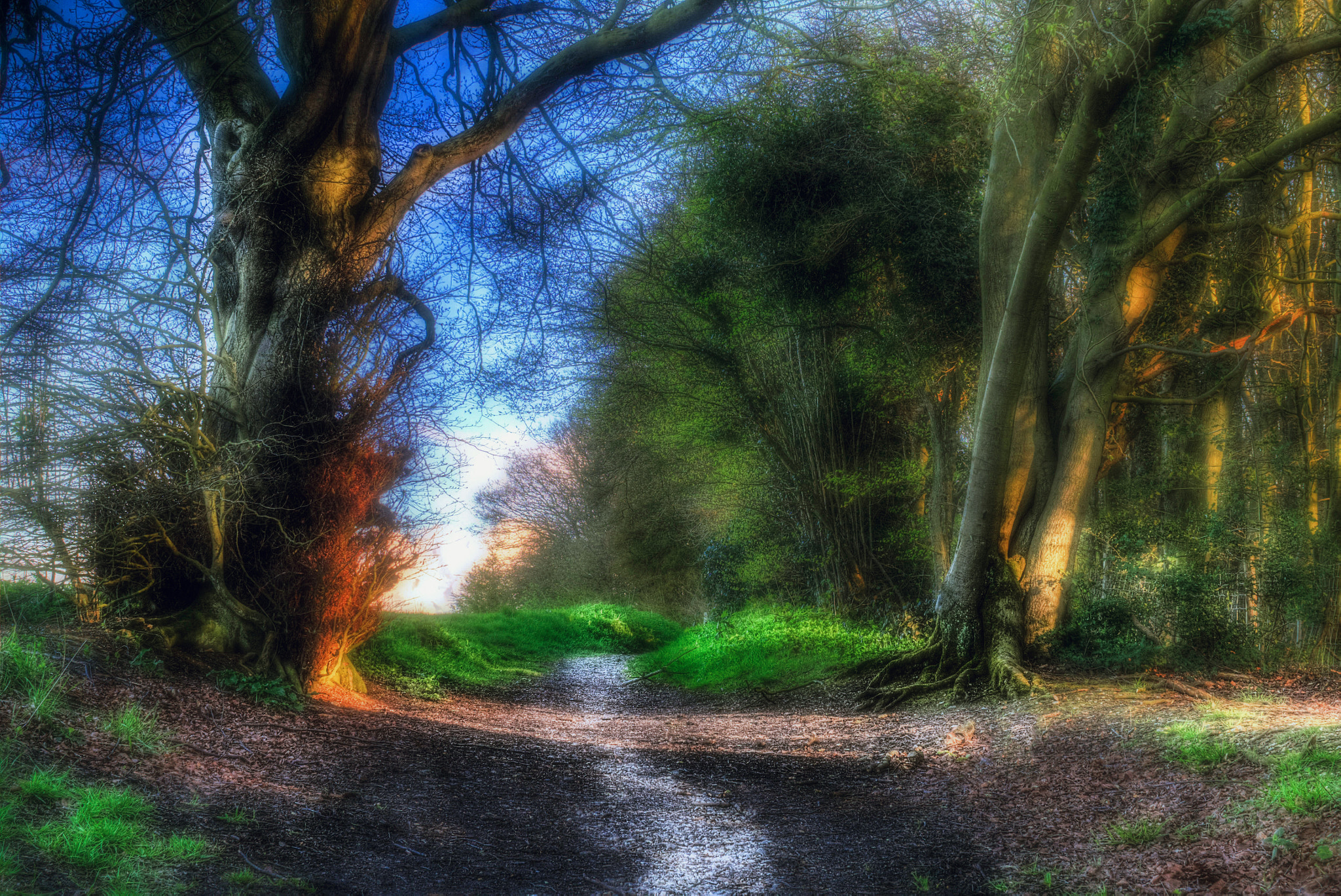 Sigma 30mm F2.8 DN Art sample photo. Forest pathway photography