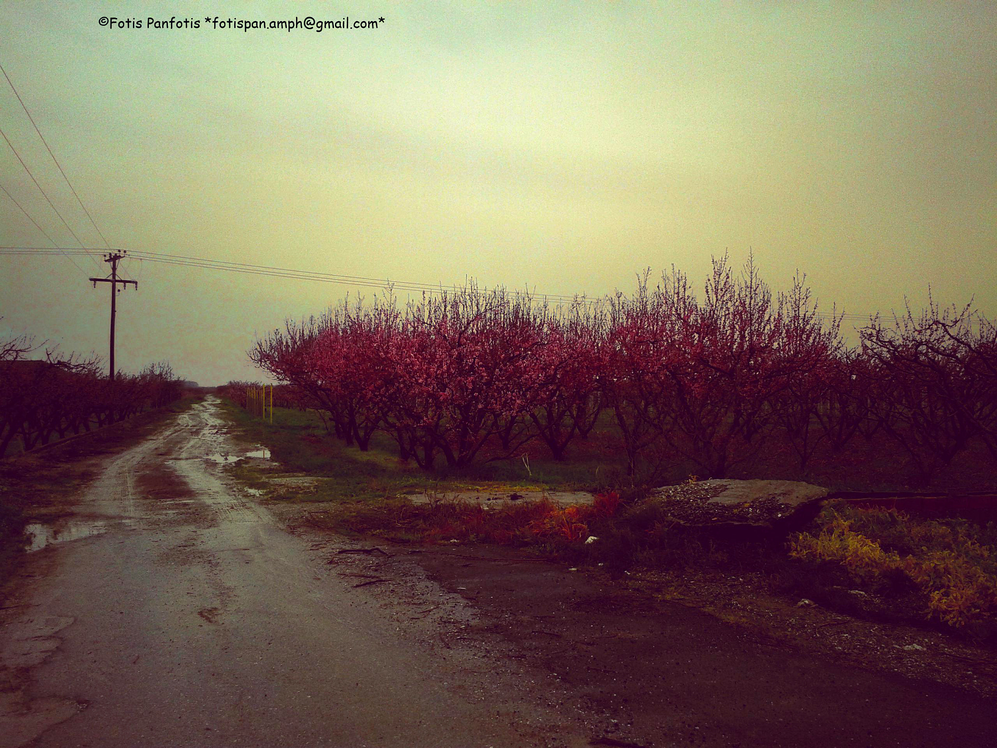 Samsung Galaxy S DUOS sample photo. Nature photography
