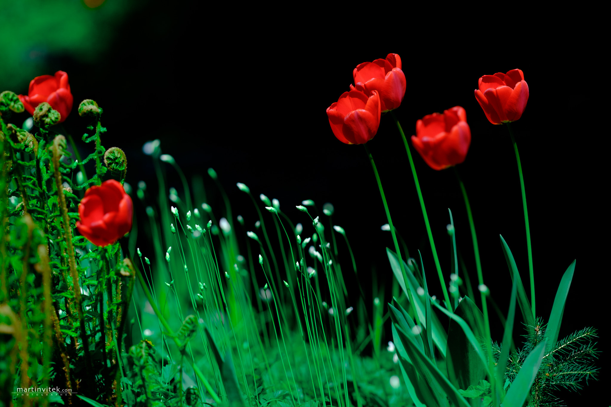 Fujifilm X-E2 + Fujifilm XF 90mm F2 R LM WR sample photo. Tulips on petřín photography