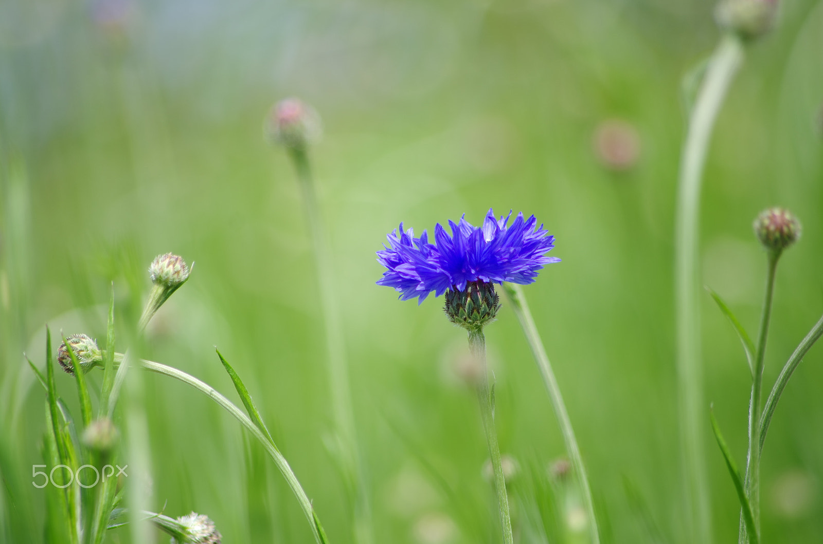 smc PENTAX-DA L 55-300mm F4-5.8 ED sample photo. Blue float photography