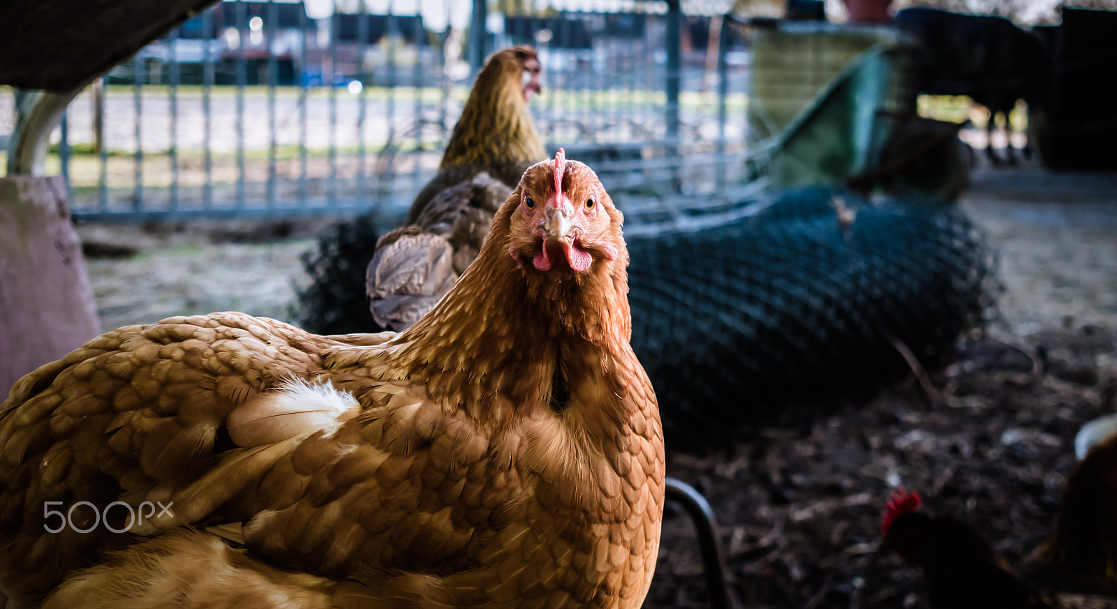 Panasonic Lumix DMC-G7 + Sigma 19mm F2.8 DN Art sample photo. The chicken photography