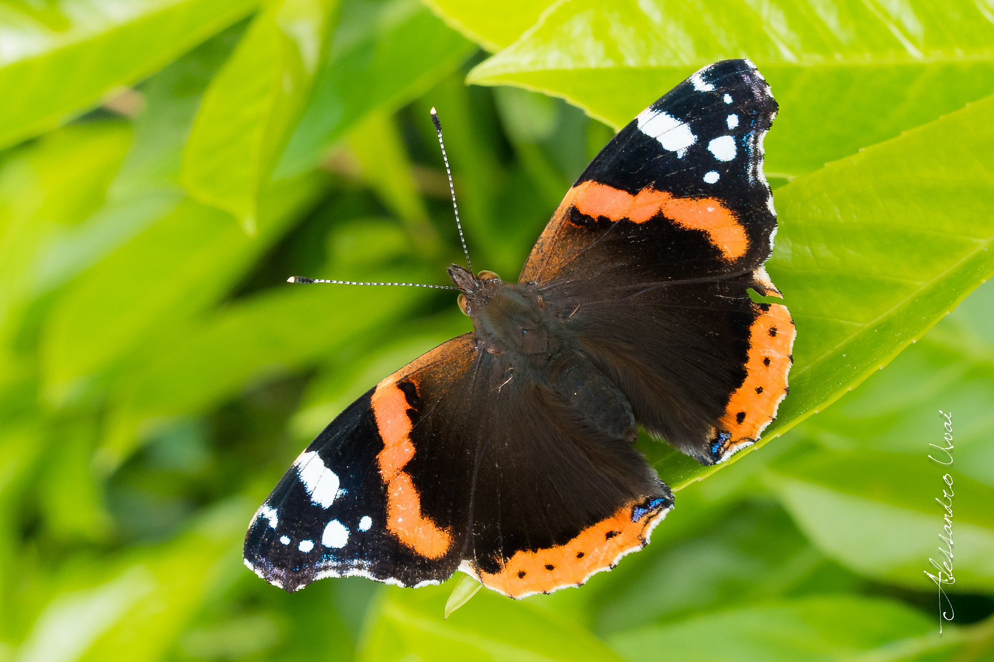 Samsung NX 30mm F2 Pancake sample photo. Butterfly photography