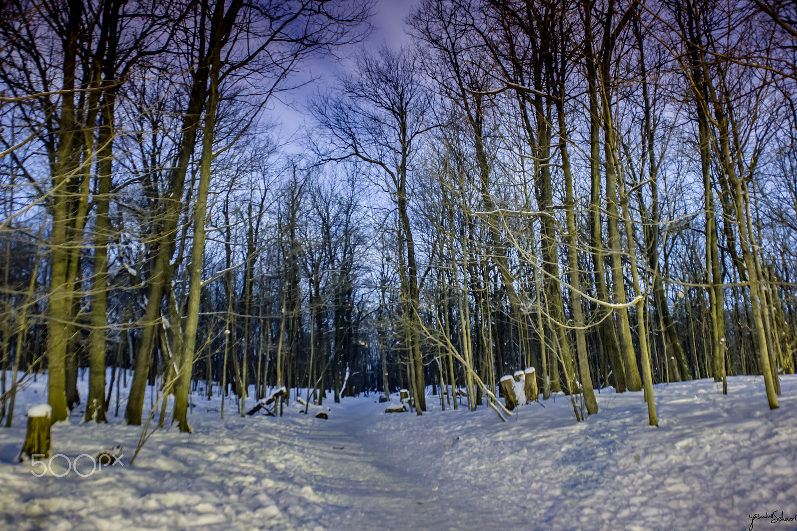 Canon EOS 550D (EOS Rebel T2i / EOS Kiss X4) sample photo. Follow me into the forest photography