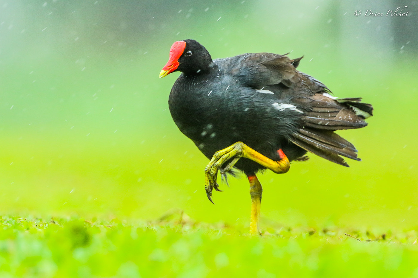Canon EF 300mm F2.8L IS II USM sample photo. Common moorhen in the rain photography