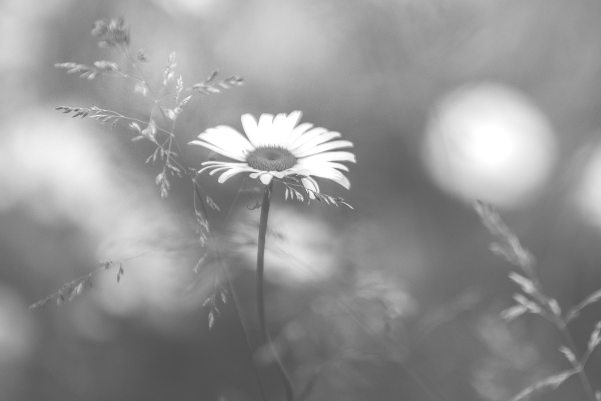 Sony a7R + Minolta/Sony AF 70-200mm F2.8 G sample photo. Si j'étais une fleur, je serais une marguerite... photography