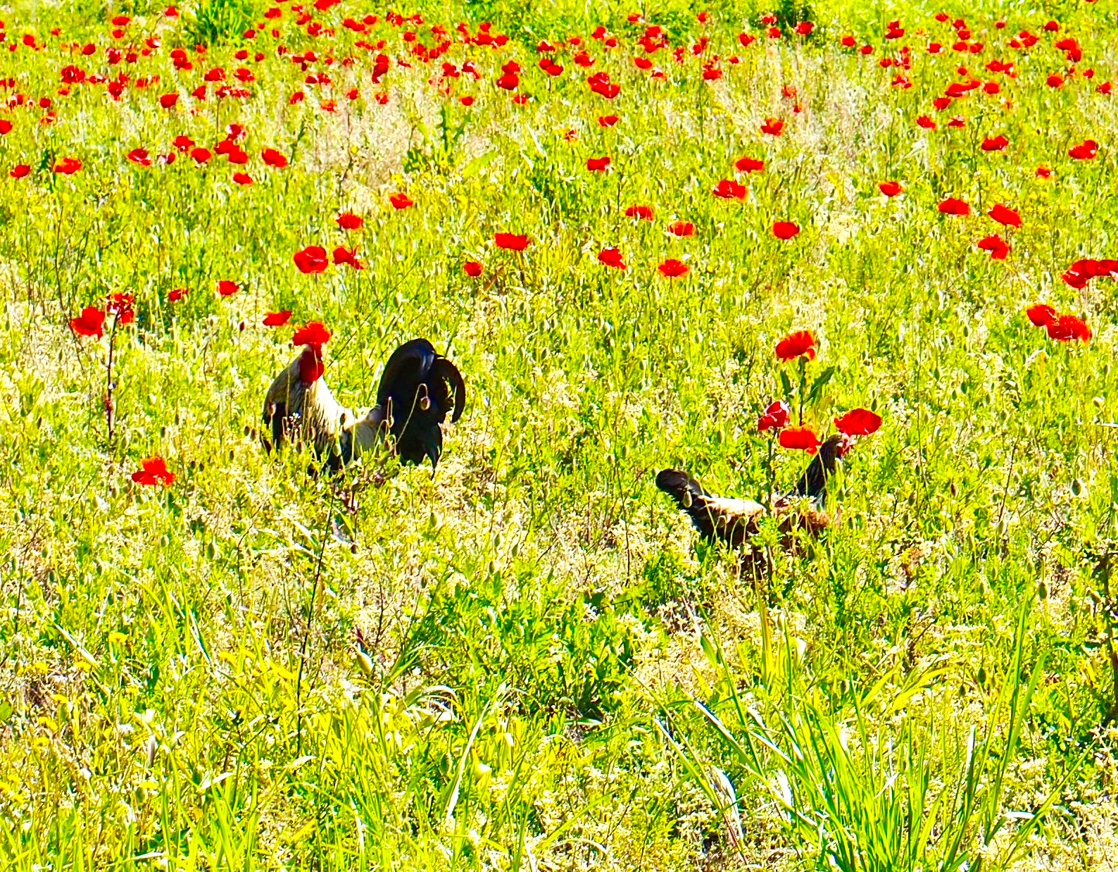 Panasonic Lumix G X Vario 12-35mm F2.8 ASPH Power OIS sample photo. Rooster and hen photography