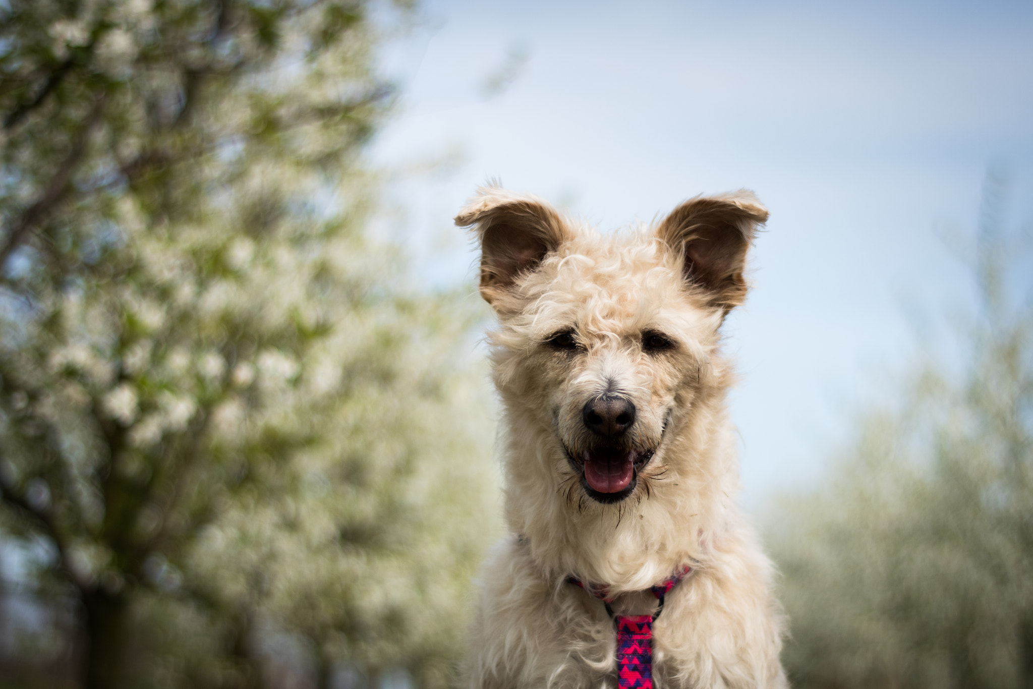 Nikon D5500 + Nikon AF Nikkor 50mm F1.8D sample photo. Cherry orchard photography
