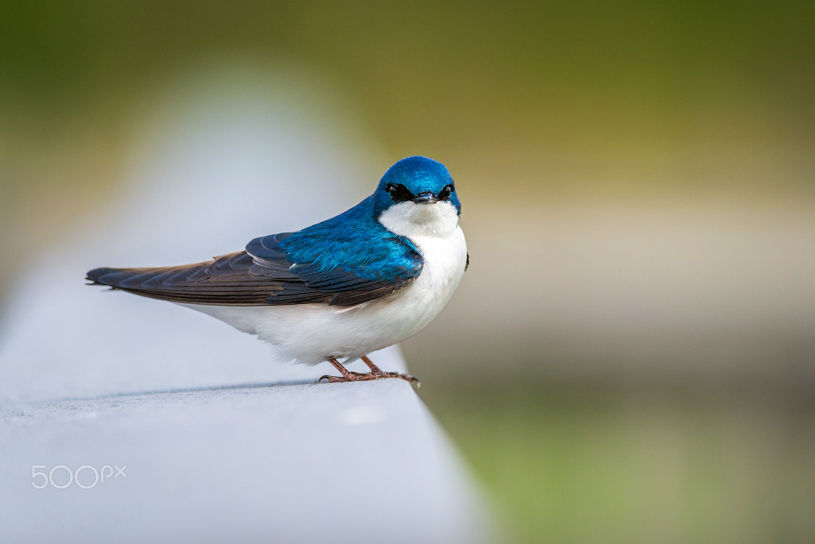 Nikon D800E + Nikon AF-S Nikkor 300mm F4D ED-IF sample photo. Tree swallow photography