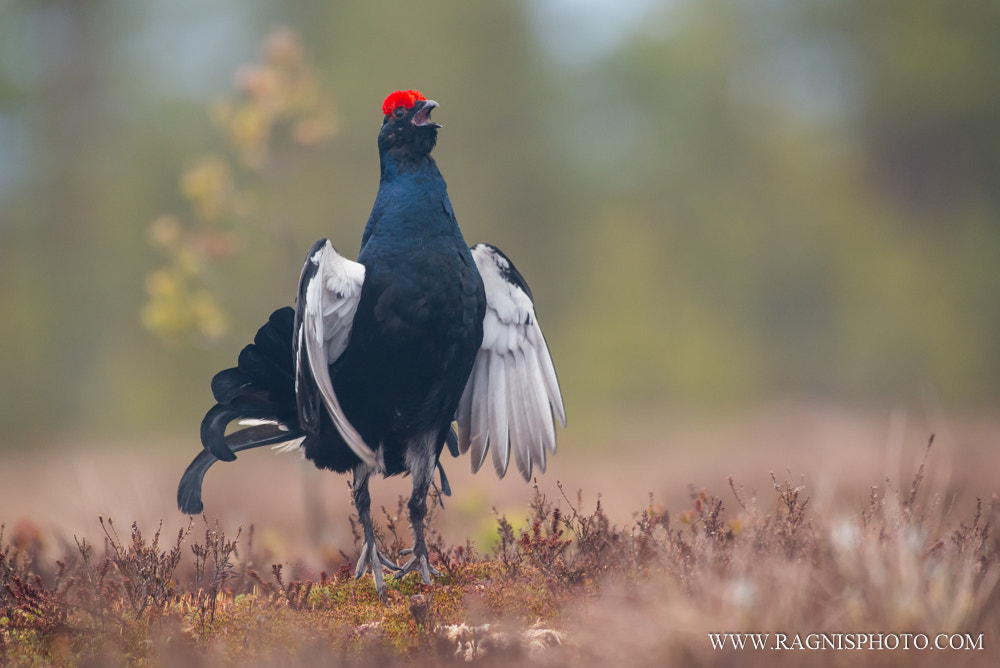 Nikon AF-S Nikkor 300mm F2.8G ED VR II sample photo. Ballerina photography