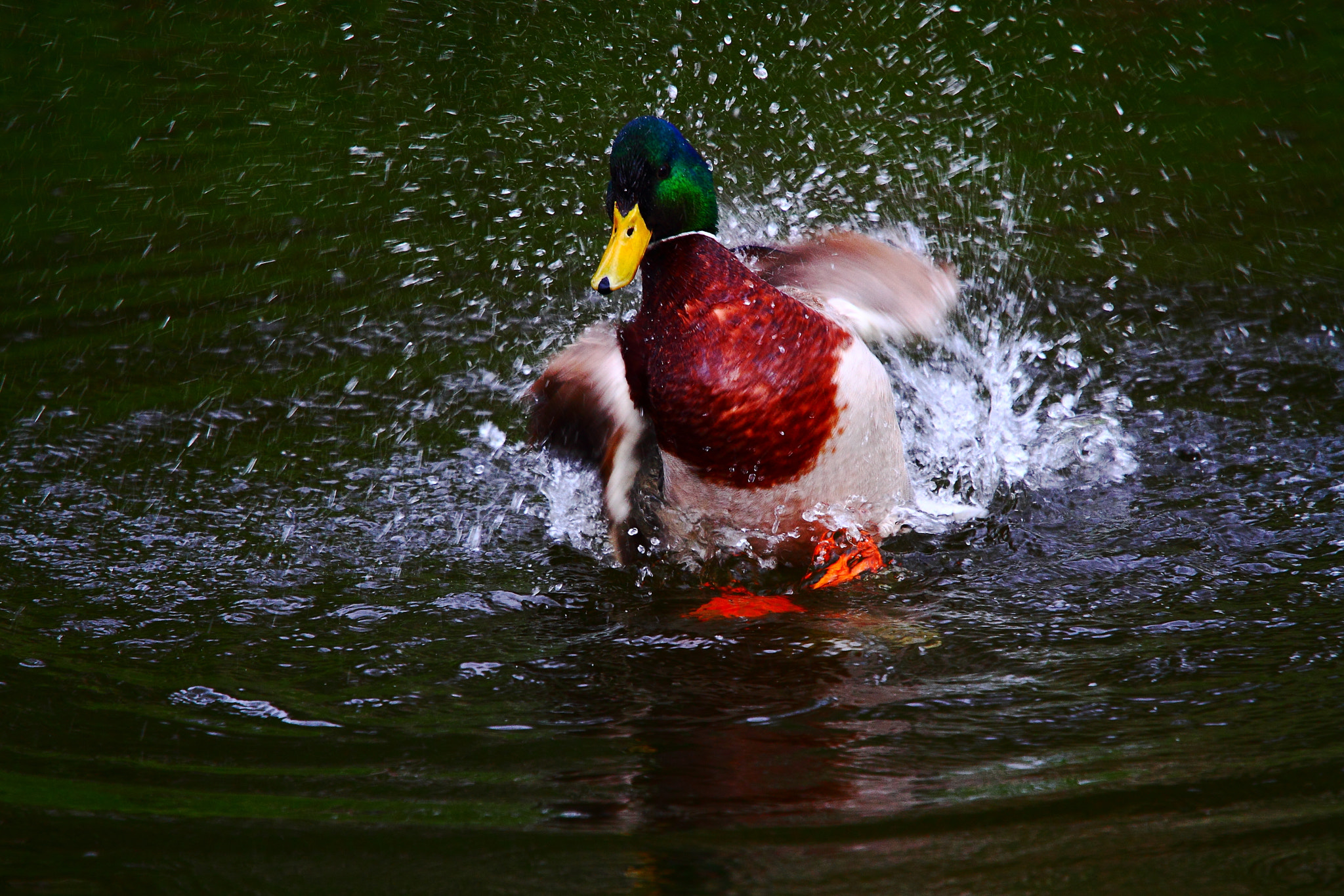 Canon EF 70-200mm F4L IS USM sample photo. Splashing photography