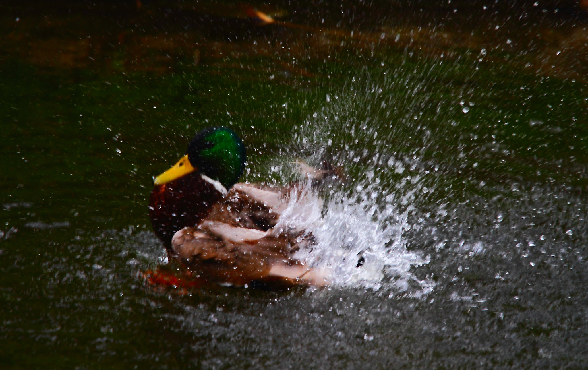 Canon EF 70-200mm F4L IS USM sample photo. More splashing photography