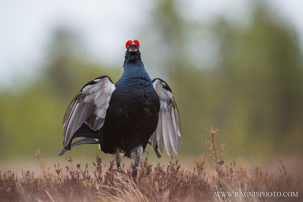 Nikon AF-S Nikkor 300mm F2.8G ED VR II sample photo. The toughest guy on the playground photography