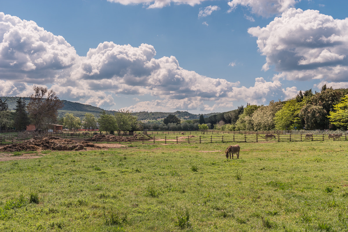 Samsung NX 30mm F2 Pancake sample photo. Ciuchino photography
