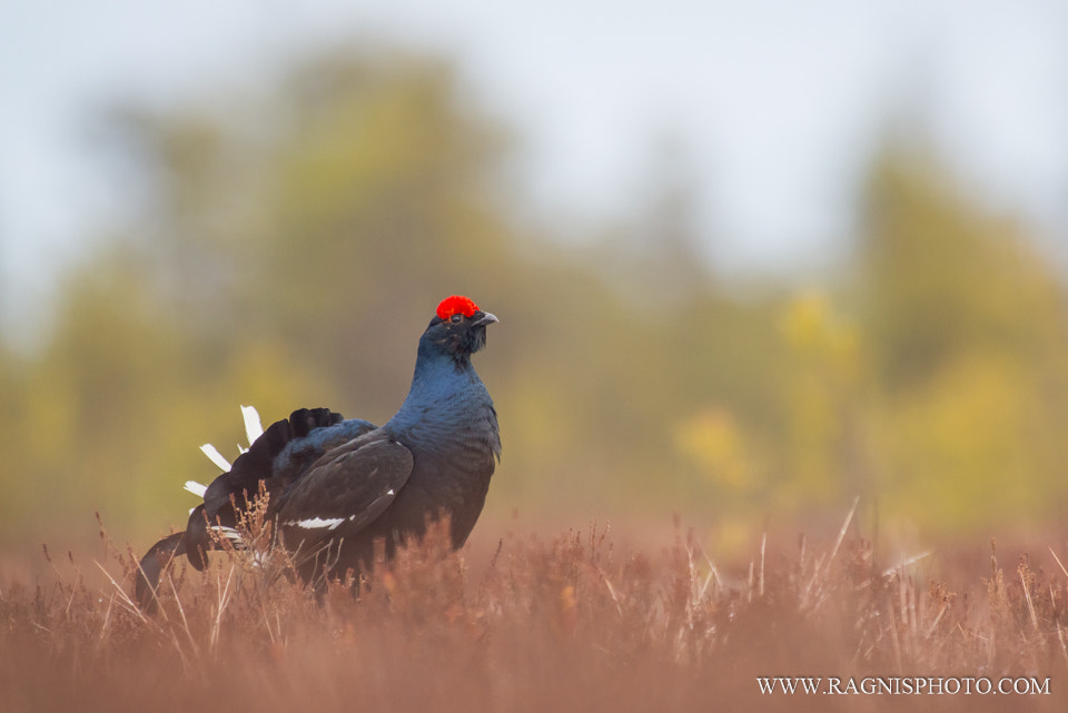 Nikon AF-S Nikkor 300mm F2.8G ED VR II sample photo. Black grouse in the bog photography