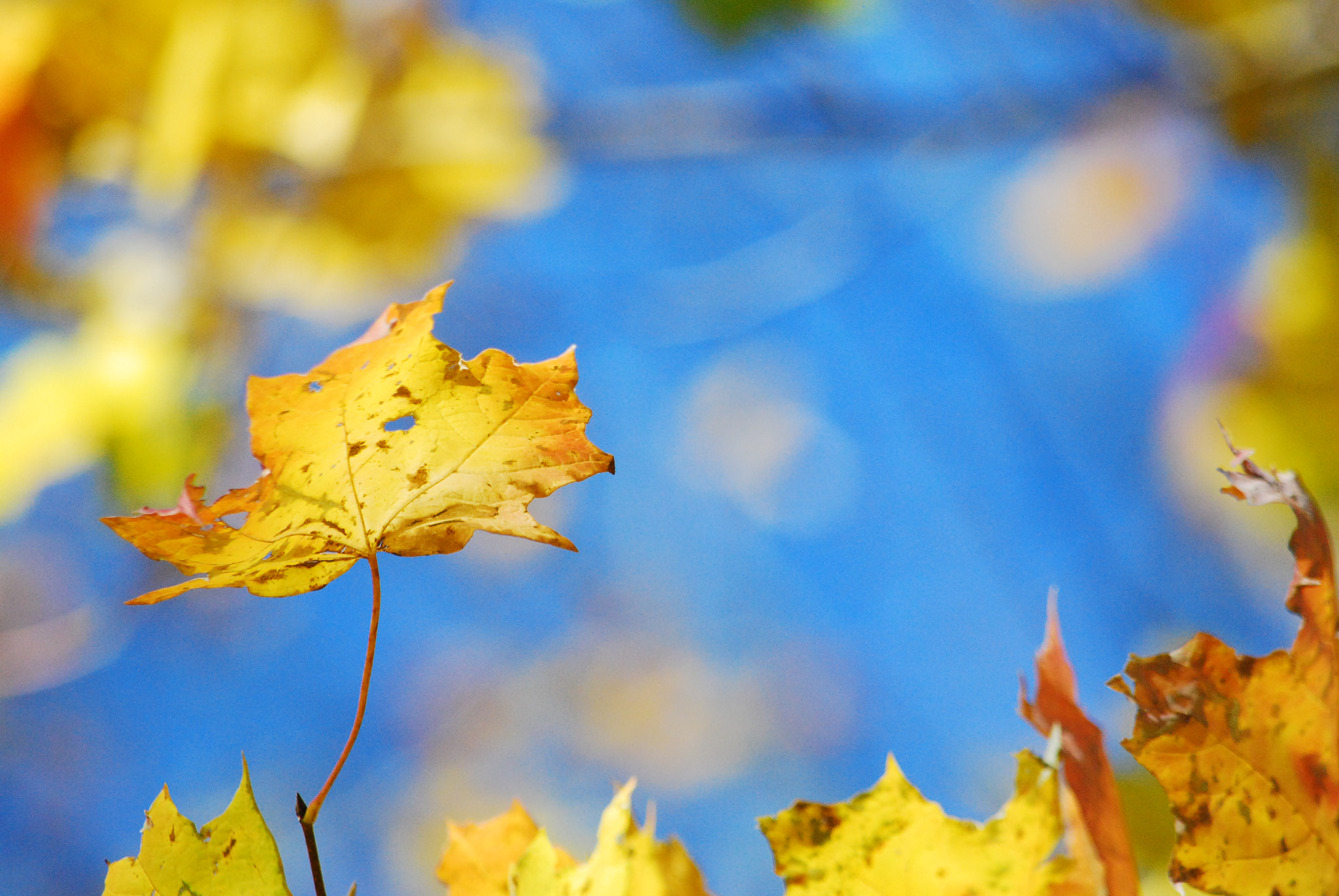 Nikon D80 sample photo. Nature at it's best photography