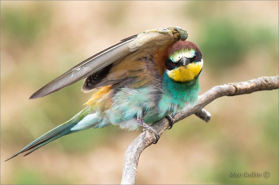 Pentax K-5 IIs + Sigma sample photo. Angry birds photography