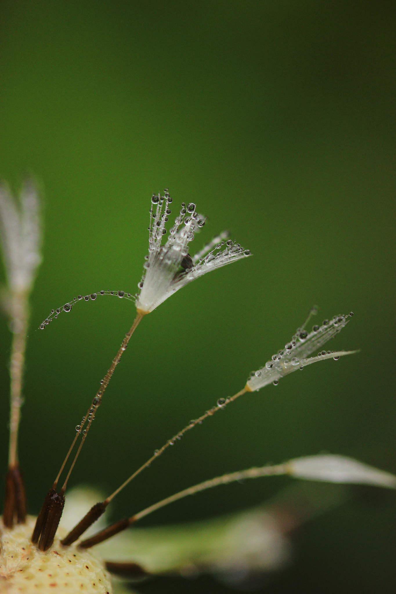 Canon EF-S 60mm F2.8 Macro USM sample photo. Dandelion droplets photography