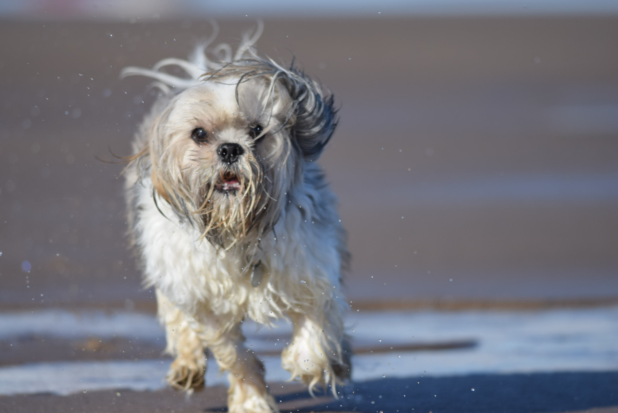 Nikon D5300 + Nikon AF-S Nikkor 300mm F4D ED-IF sample photo. Sprinting max photography