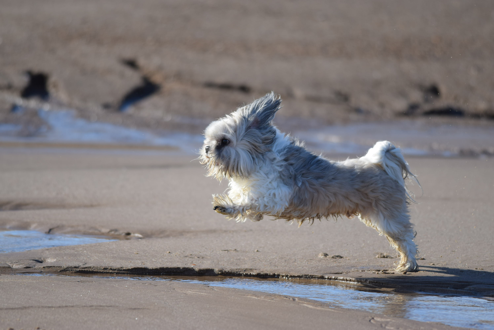 Nikon D5300 + Nikon AF-S Nikkor 300mm F4D ED-IF sample photo. Jumping max photography