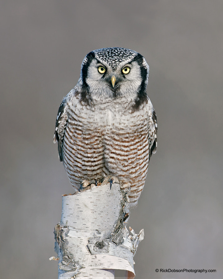 Canon EOS 50D + Canon EF 500mm F4L IS USM sample photo. Northern hawk owl photography