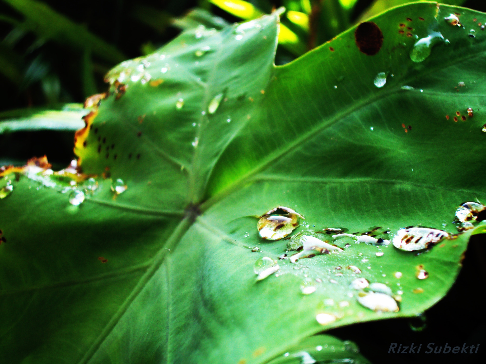 Sony Cyber-shot DSC-S930 sample photo. Dew and leaf 2 photography