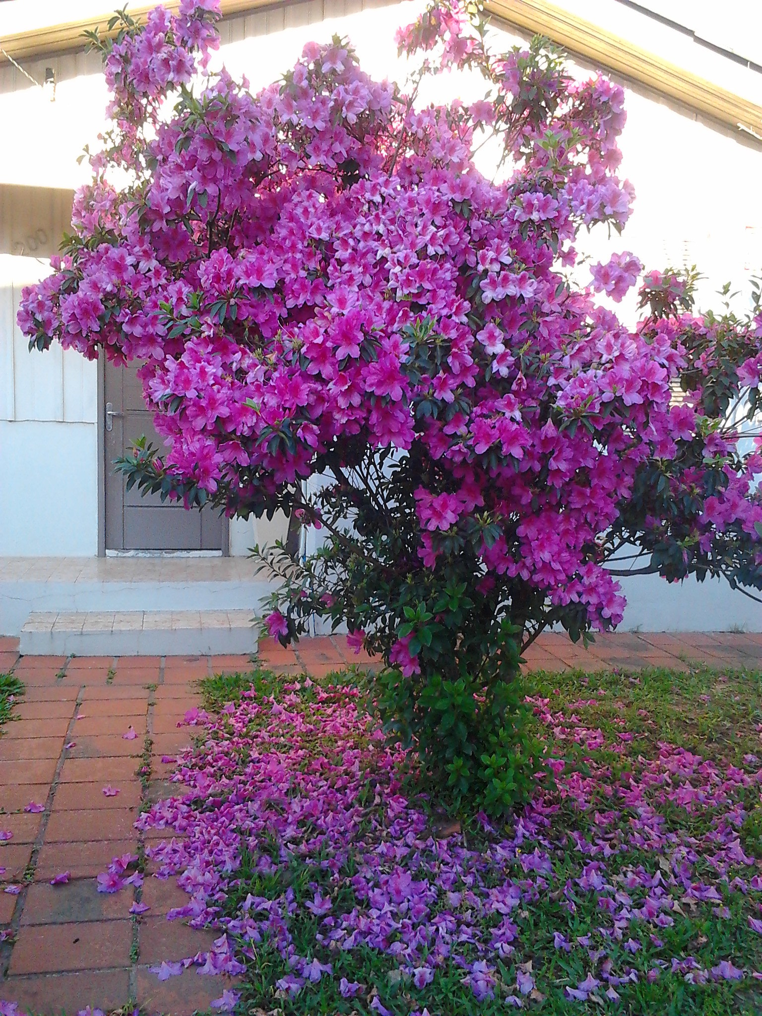 Samsung Galaxy Mini sample photo. Spring coming photography