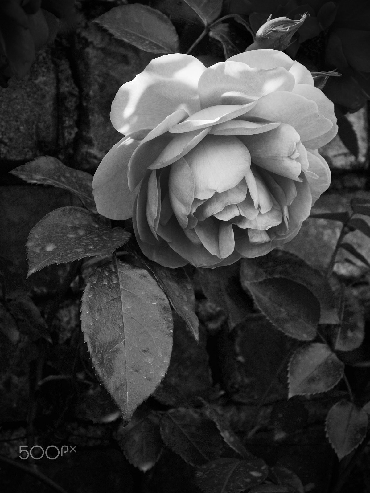 Nikon 1 J2 sample photo. Hirakata rose photography
