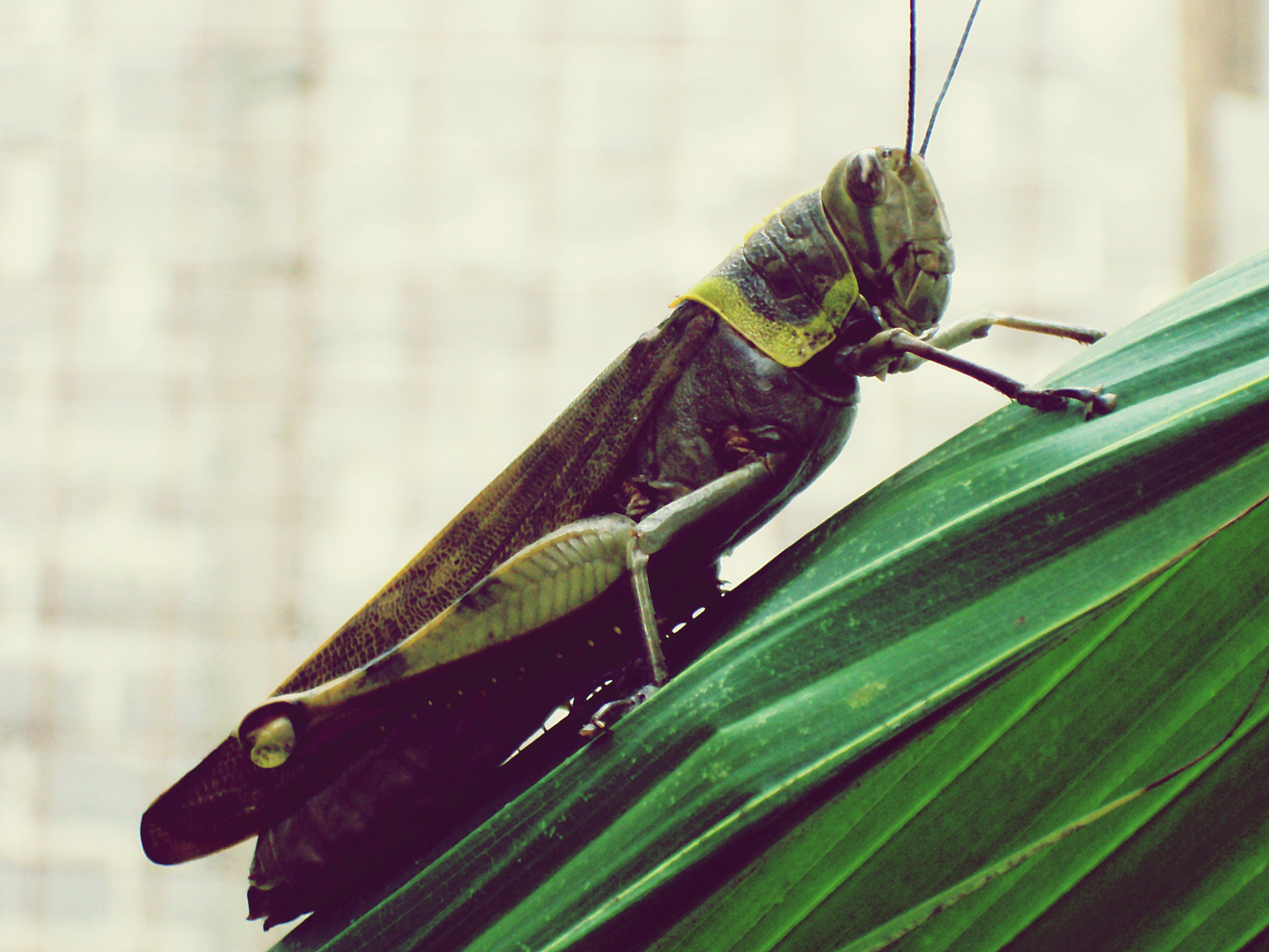 Sony Cyber-shot DSC-S930 sample photo. Grasshopper notice me...... photography