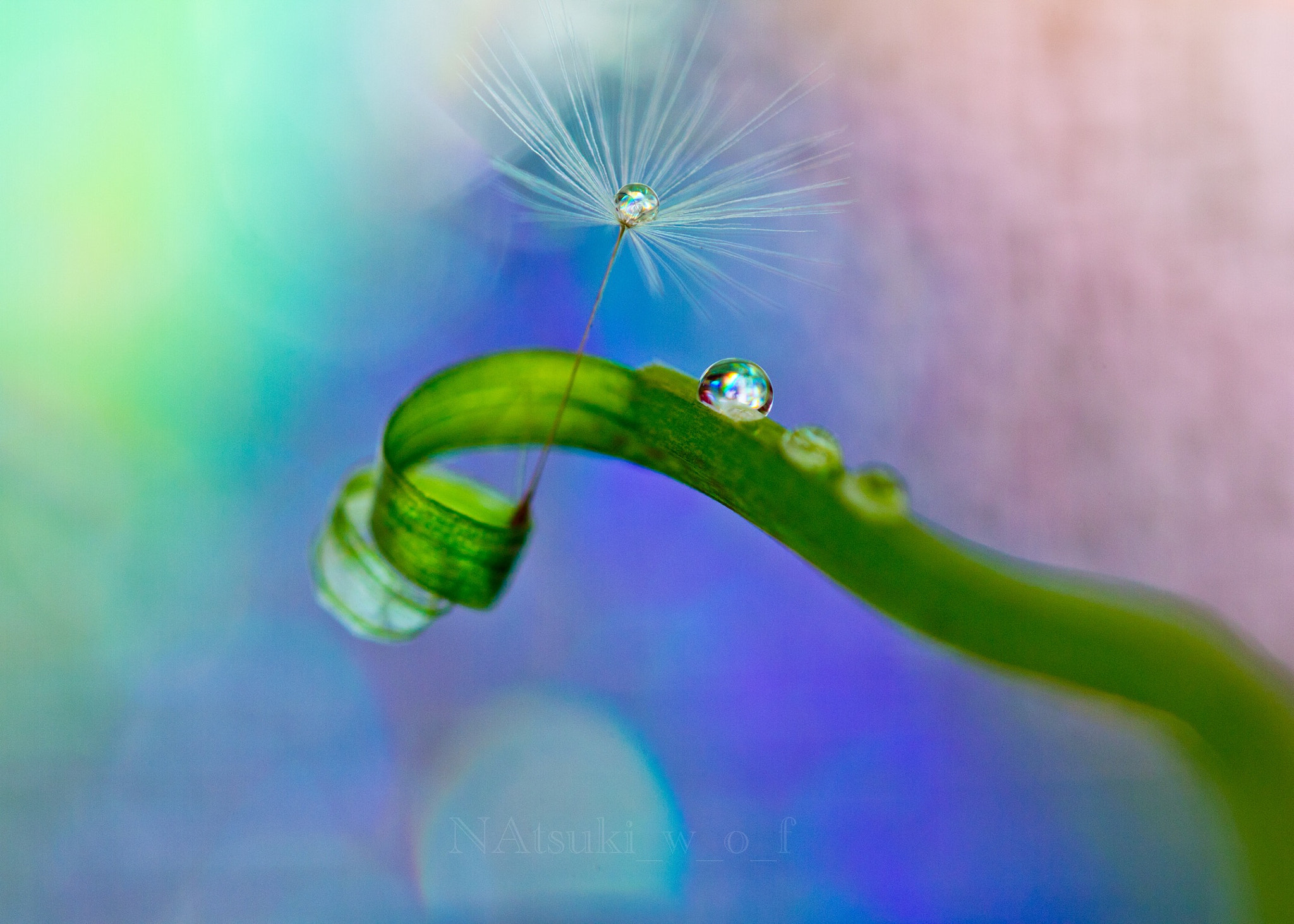 Tamron SP AF 180mm F3.5 Di LD (IF) Macro sample photo. Fantasy world photography