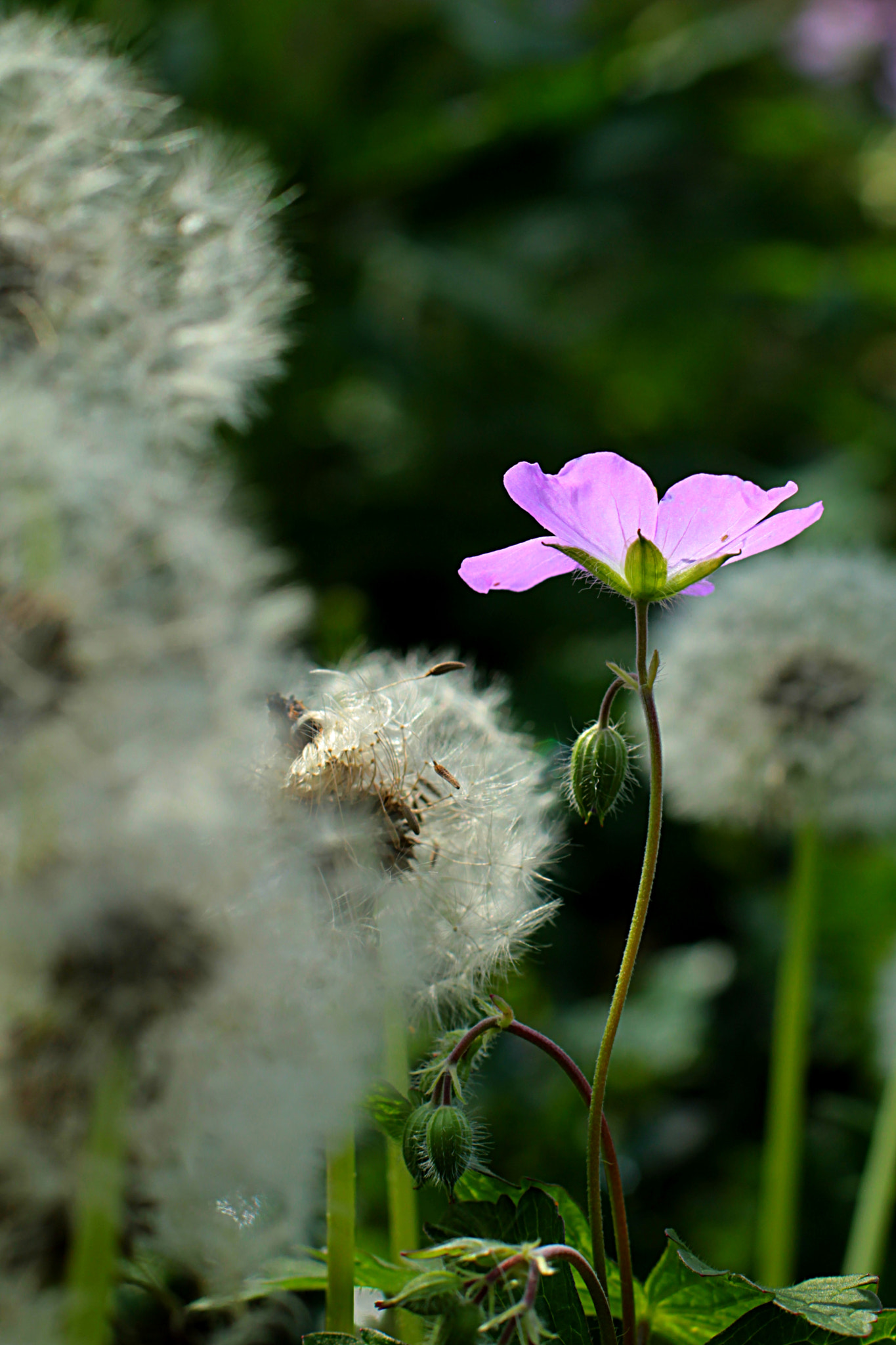 Canon EOS 550D (EOS Rebel T2i / EOS Kiss X4) + Canon EF 50mm F1.4 USM sample photo. Beasts photography