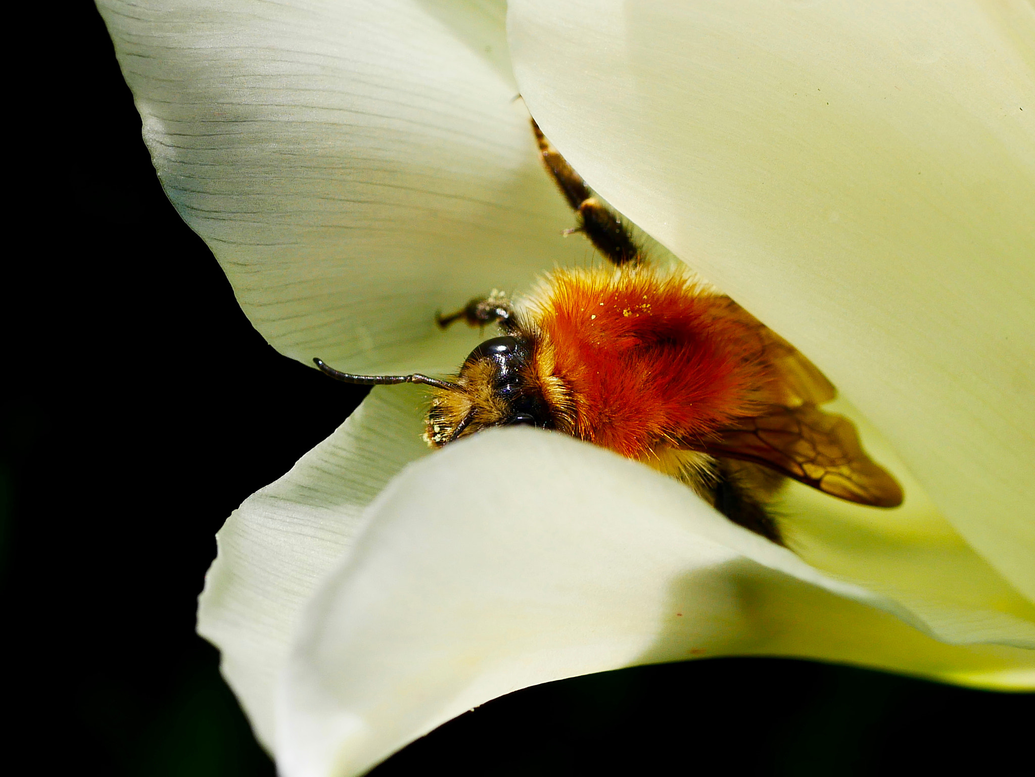 Panasonic DMC-G70 + Panasonic Lumix G Macro 30mm F2.8 ASPH Mega OIS sample photo. Tout le monde profite...! photography