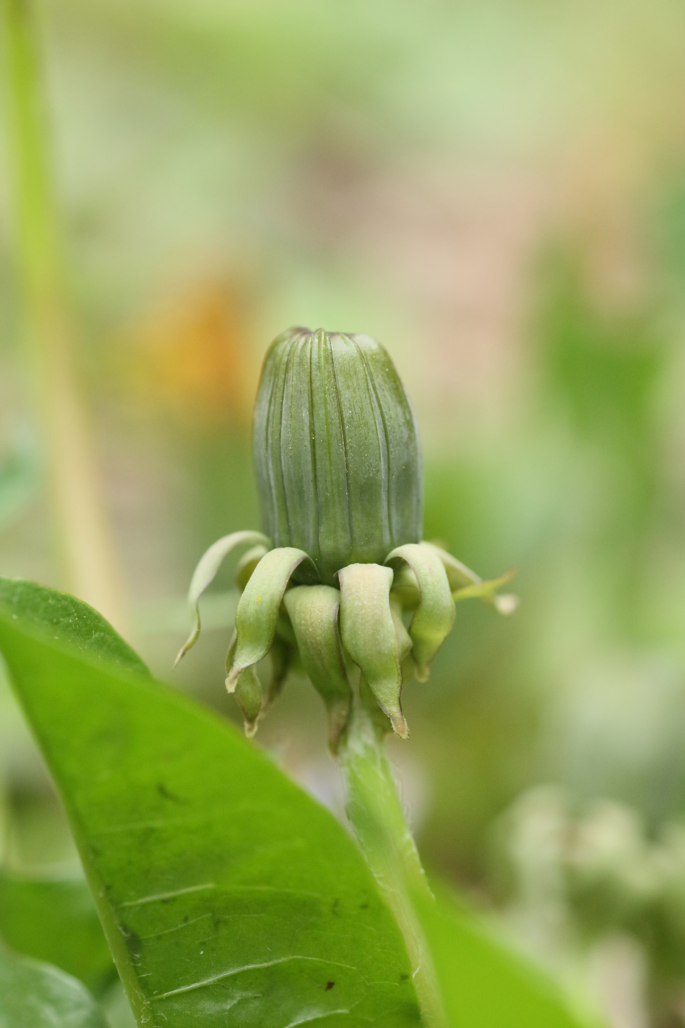 Tamron SP AF 90mm F2.8 Di Macro sample photo. A bud photography