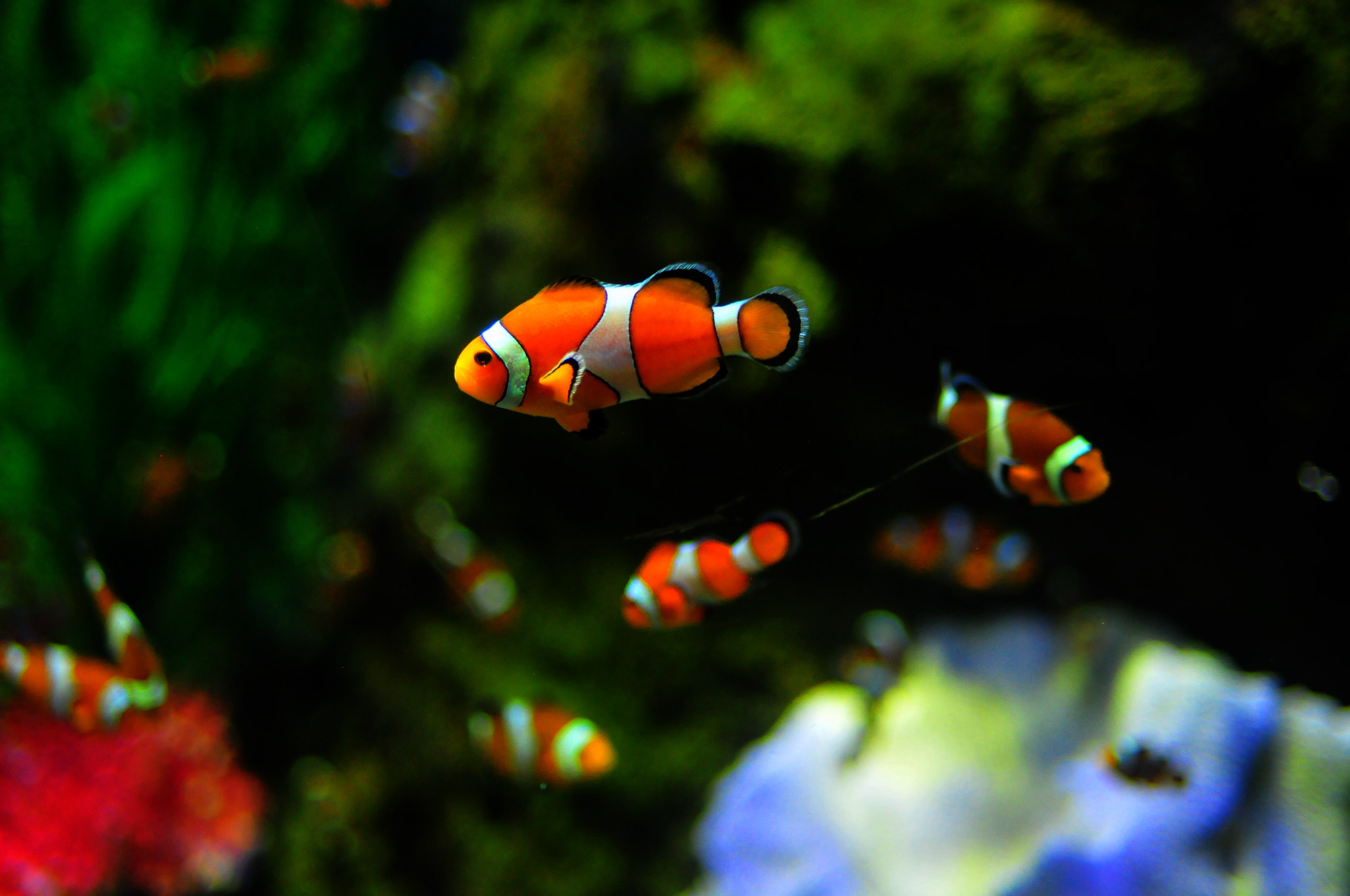 Nikon D300S + Nikon AF Nikkor 35mm F2D sample photo. Finding nemo photography