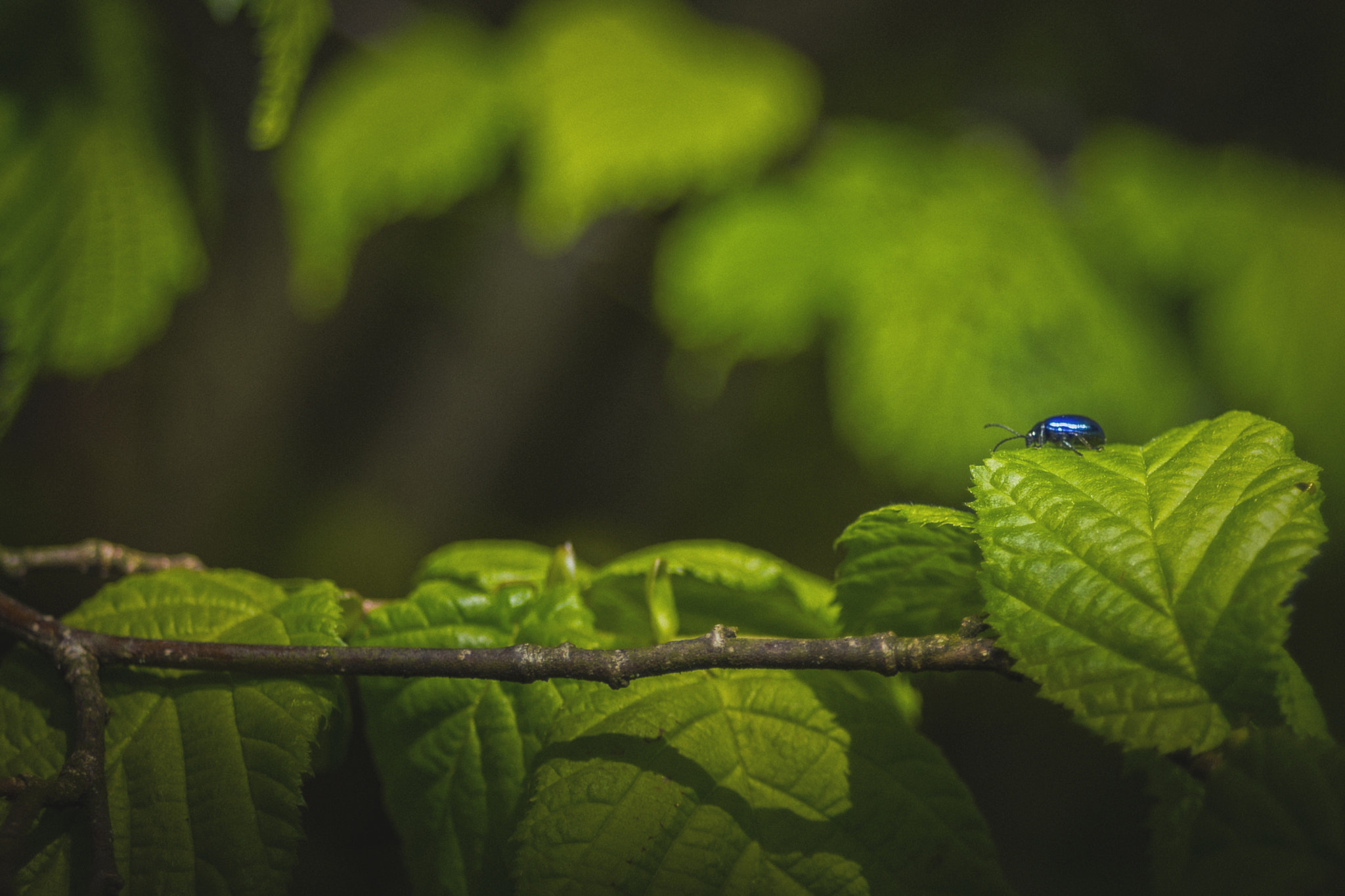 Canon EOS 6D + Canon EF 35-70mm f/3.5-4.5 sample photo. Bug photography