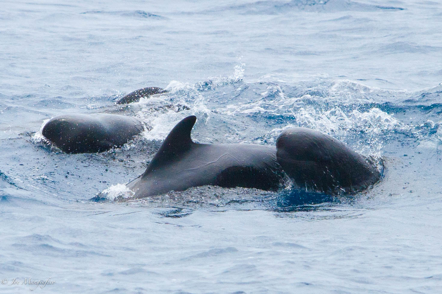 Canon EOS 400D (EOS Digital Rebel XTi / EOS Kiss Digital X) sample photo. Pilot whales photography