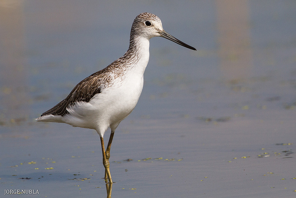 Canon EF 500mm F4L IS II USM sample photo. Archibebe claro (tringa nebularia). photography