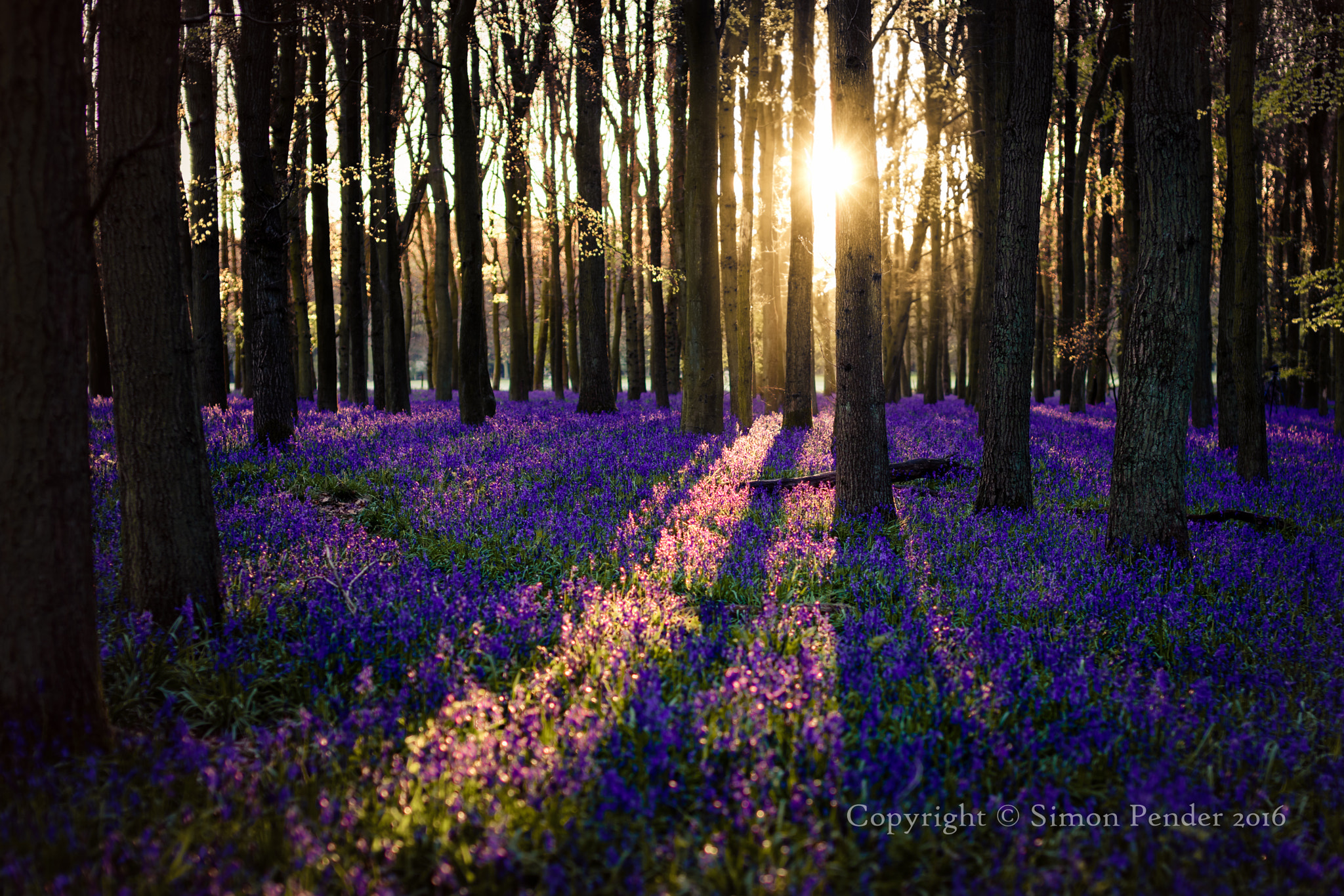 Sigma 50mm F1.4 EX DG HSM sample photo. Bluebell sunrise photography