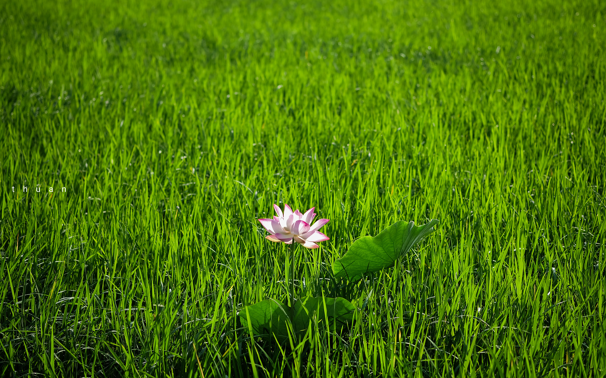 Fujifilm X-A2 + Fujifilm XF 60mm F2.4 R Macro sample photo. New morning photography