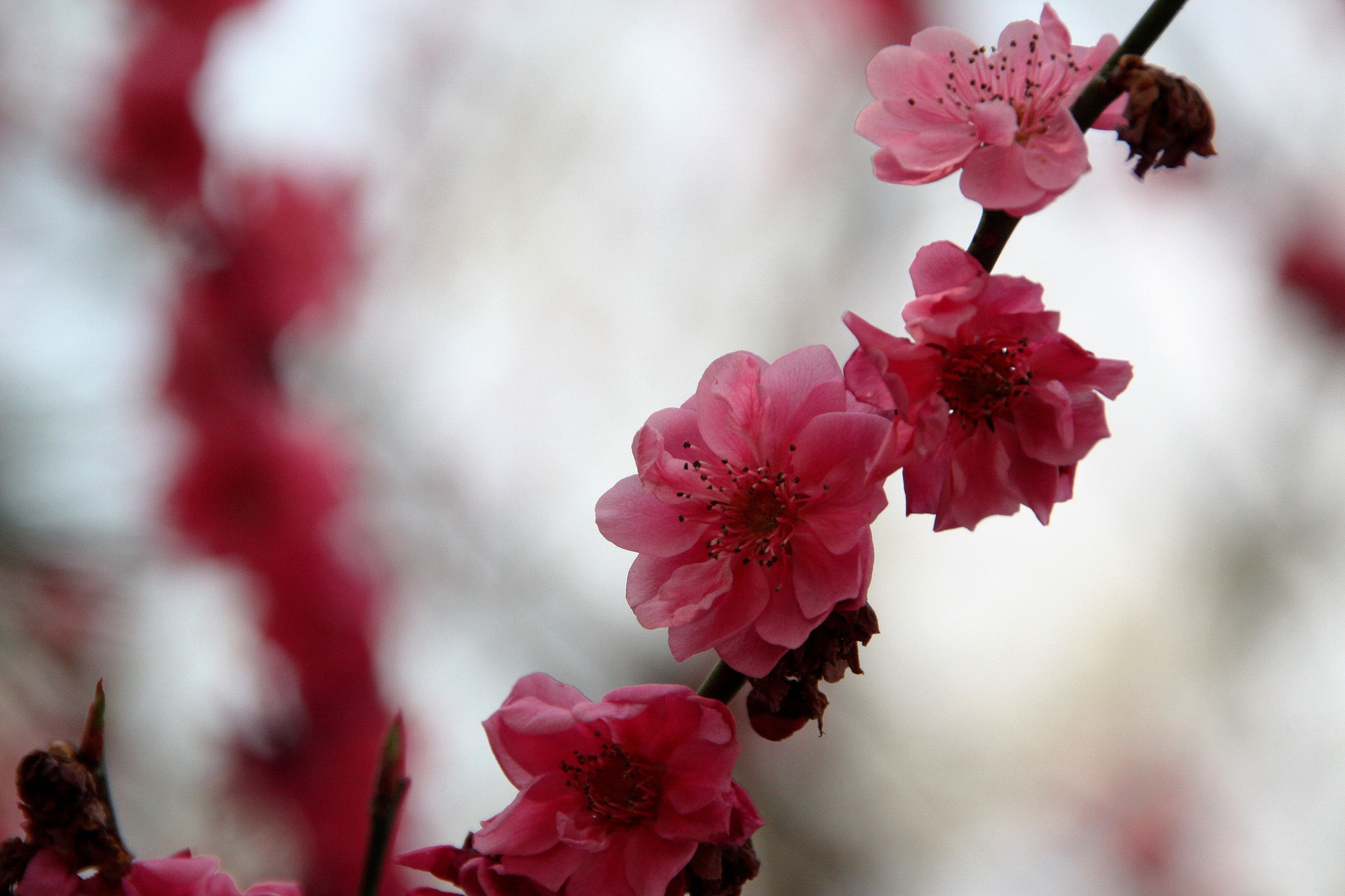 Sigma 18-250mm F3.5-6.3 DC OS HSM sample photo. 20160320-0343.jpg photography