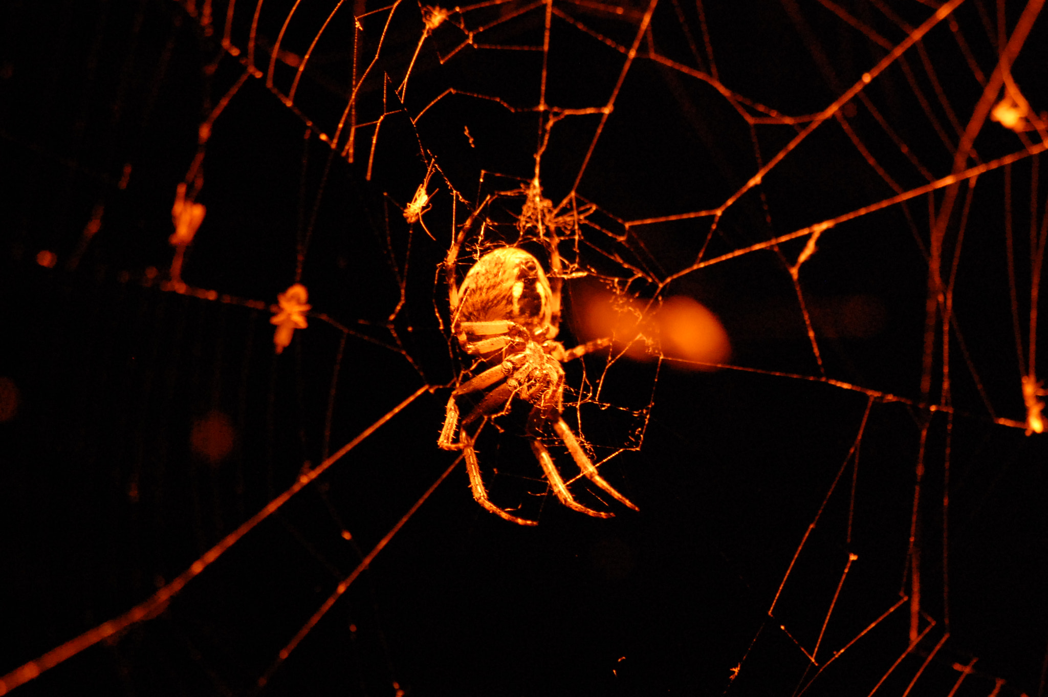 Sigma 70-300mm F4-5.6 APO DG Macro sample photo. Spider photography