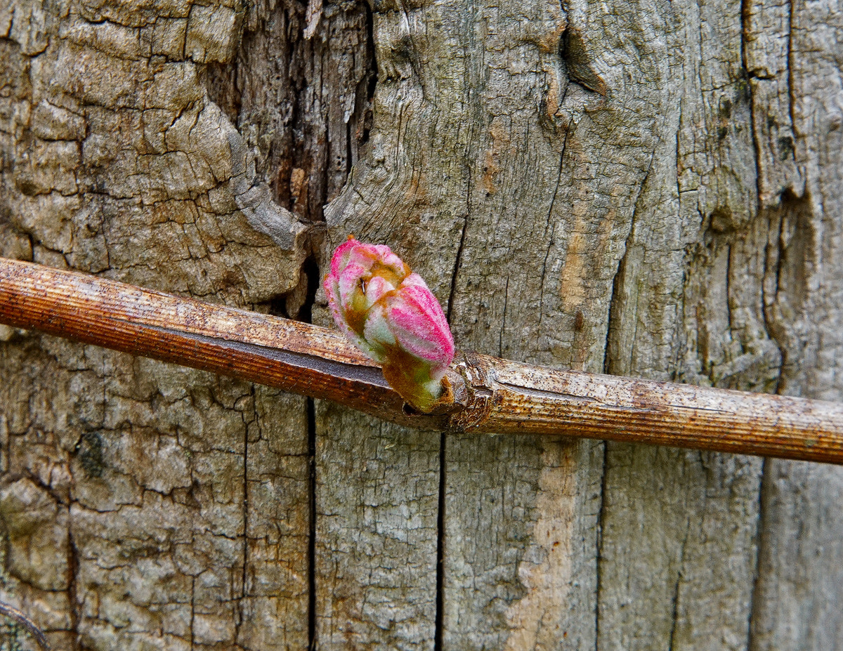 24-105mm F4 G SSM OSS sample photo. New life, dead wood photography