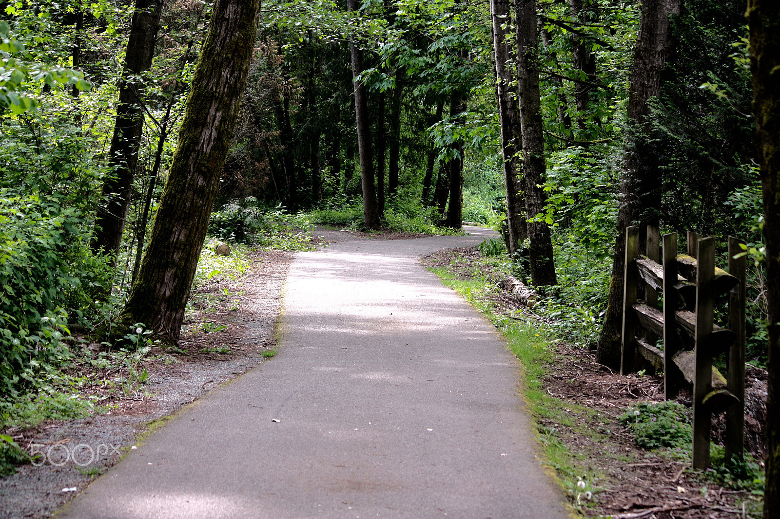 Canon EOS 450D (EOS Rebel XSi / EOS Kiss X2) sample photo. Sometimes you choose the path... photography