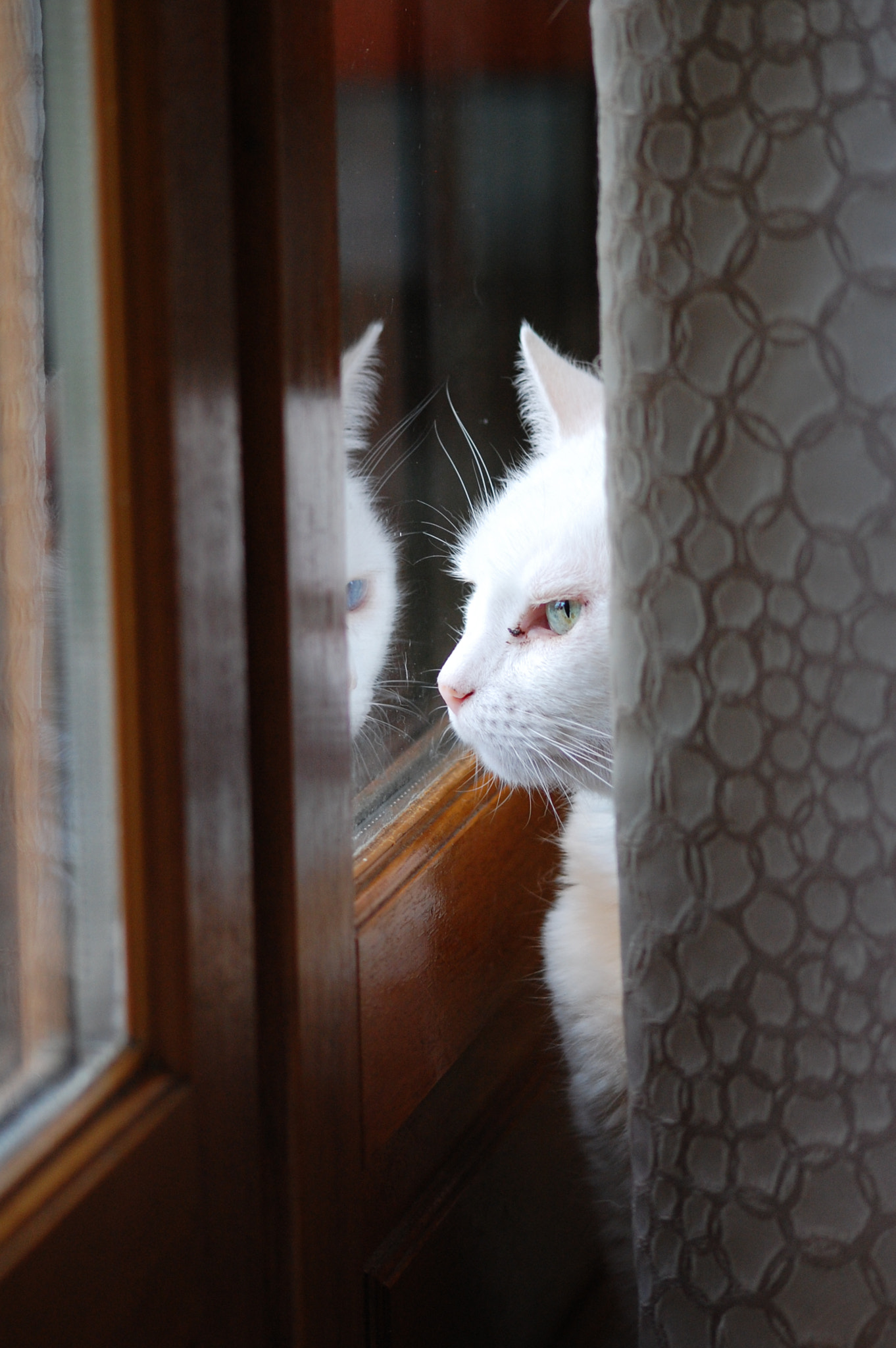 Sigma 70-300mm F4-5.6 APO DG Macro sample photo. Ramsès, a cat with wall-eyes photography