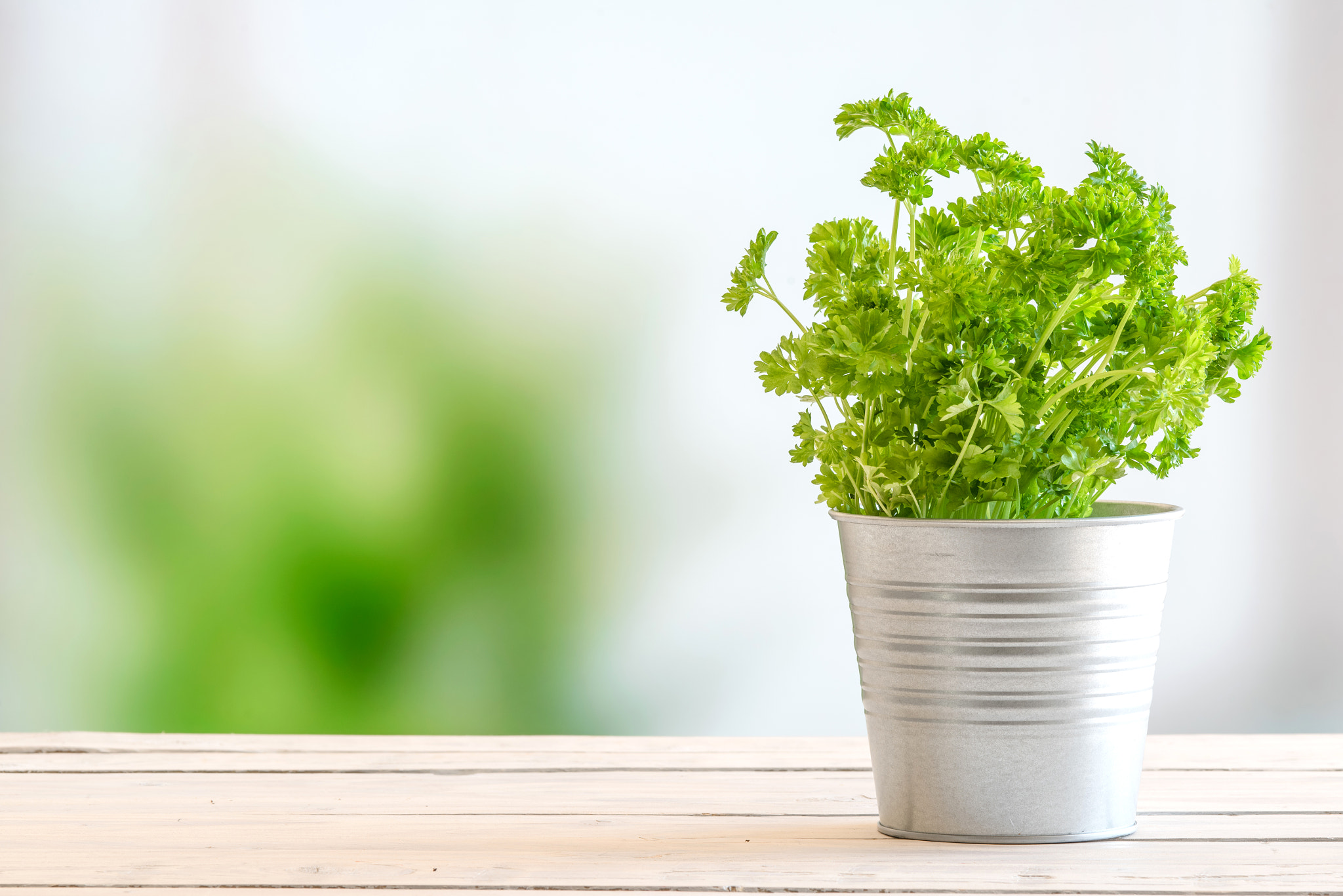 Sony 70-400mm F4-5.6 G SSM II sample photo. Parsley in a bucket on a table photography